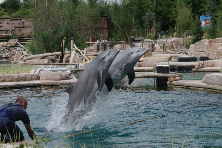 Foto: Delfinlagune © Thüringer Zoopark Erfurt Schwimmende Delfine