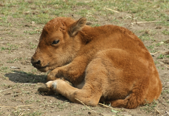 Foto: Bisonkälbchen geboren © Thüringer Zoopark Erfurt Bisonkalb