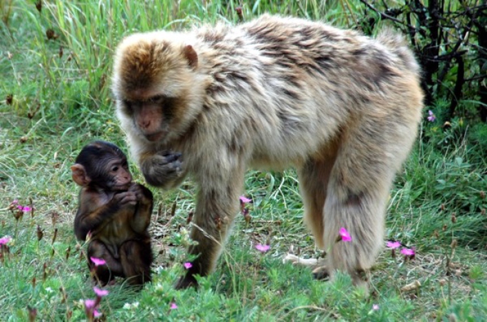 Foto: Nachwuchs bei den Berberaffen Affe mit Nachwuchs