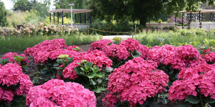 Pinkblühende Hortensien