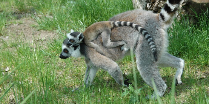 Foto: Nachwuchs bei den Kattas © Thüringer Zoopark Erfurt Katta mit Baby auf dem Rücken