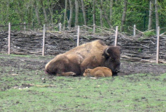 Bisonkälbchen mit Mutter