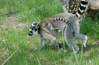 Katta mit Baby auf dem Rücken