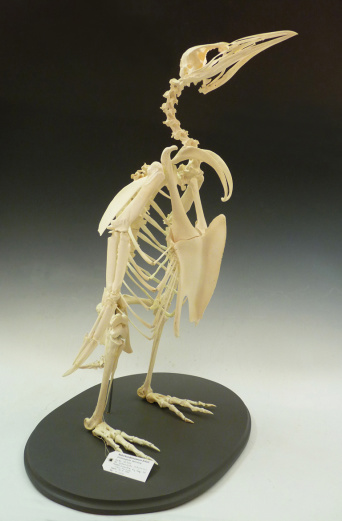 Skelett eines Königspinguins