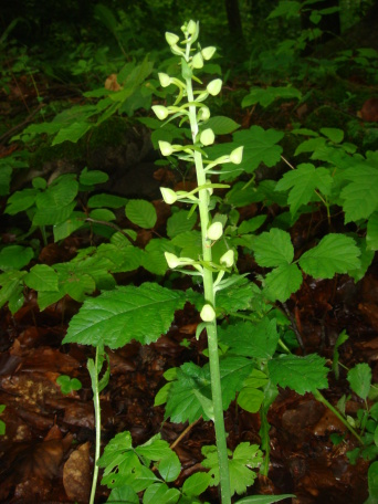 Foto: Weiße Orchidee © Stadtverwaltung Erfurt Eine wild wachsende Orchidee mit weißen Blütenknospen.