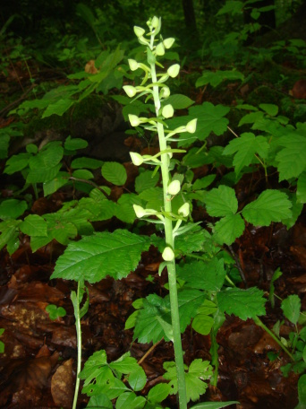 Eine wild wachsende Orchidee mit weißen Blütenknospen. 