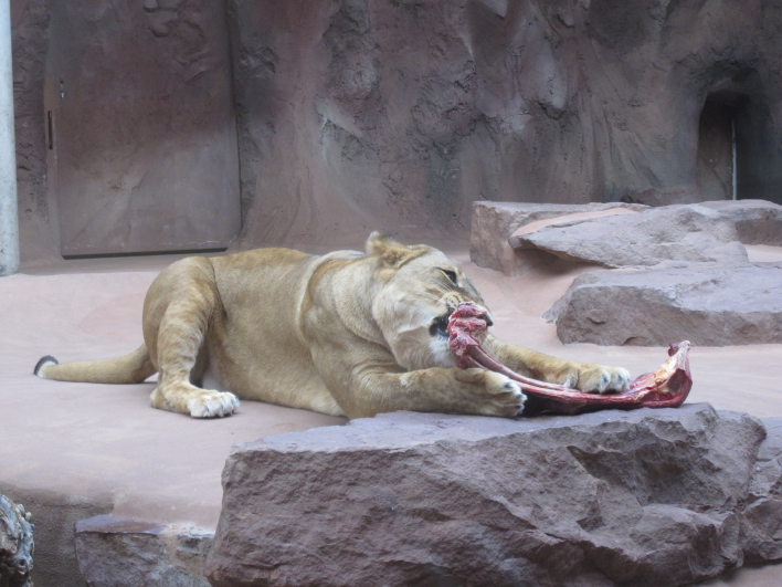 Löwendame beim Fressen