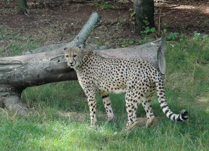 Foto: Gepardin Frela © Zoopark Gepardin Frela im Gehege