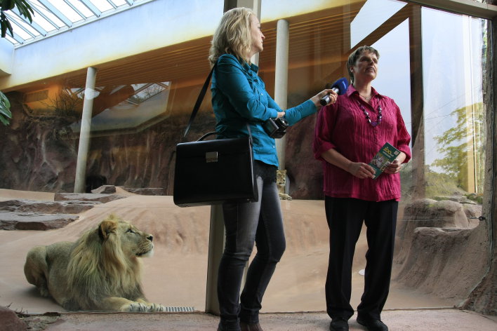 Die Zooparkdirektorin steht im Löwenhaus, neben ihr eine Journalisten. Ein Löwe betrachtet das Gespräch nur wenige Zentimeter entfernt hinter einer Glasscheibe. 
