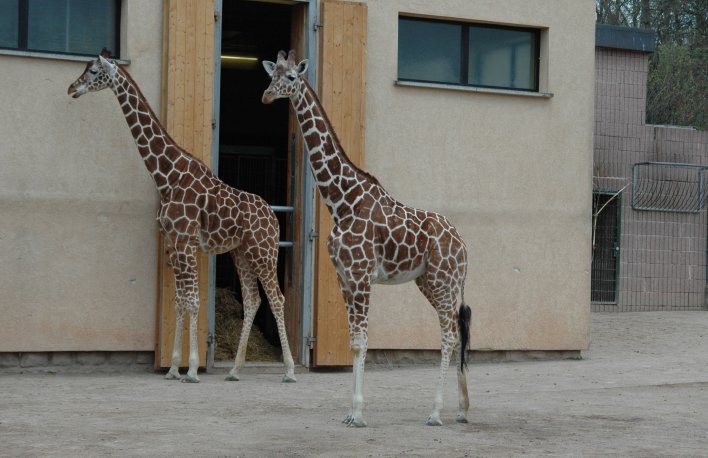 Zwei Giraffen vor dem Stall