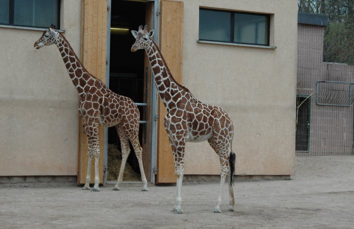 Foto: Giraffen © Thüringer Zoopark Erfurt Zwei Giraffen vor dem Stall