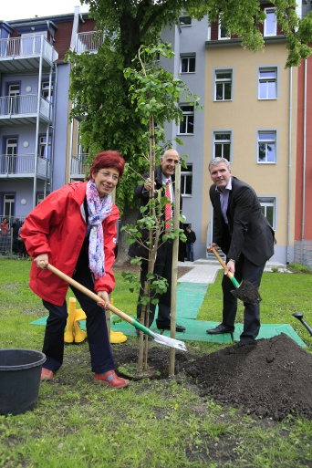 Drei Personen pflanzen einen Baum in einem Innenhof, im Hintergrund die frisch sanierten Häuser.