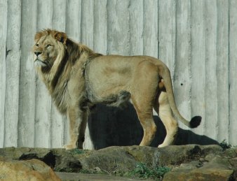 Bild des Löwen Joco