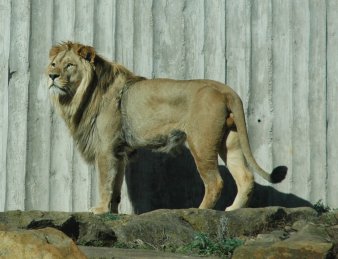 Foto: Löwenkater "Joco" © Stadtverwaltung Erfurt Bild des Löwen Joco
