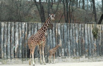 Giraffen-Baby