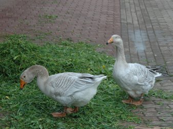 Foto: Steinbacher Kampfgänse © Thüringer Zoopark Erfurt zwei Gänse