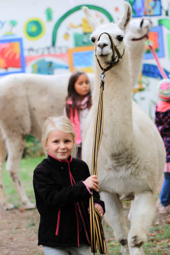 kleines Mädchen hält ein Lama am Zügel