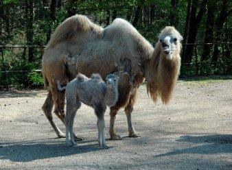 Foto: Weißes Trampeltier geboren © Thüringer Zoopark Erfurt Kamelstute Vanja mit Fohlen Malika