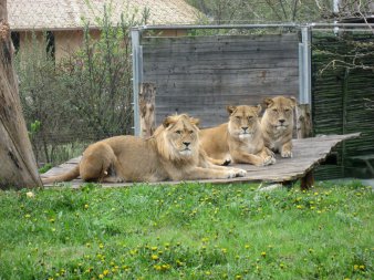 3 Löwen liegen im Gelände