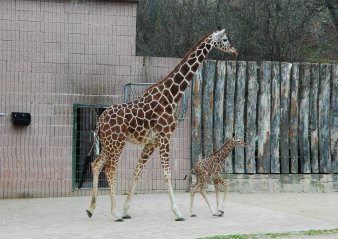Giraffenmutter und ihr kleines Kalb spazieren auf der Außenanlage. 
