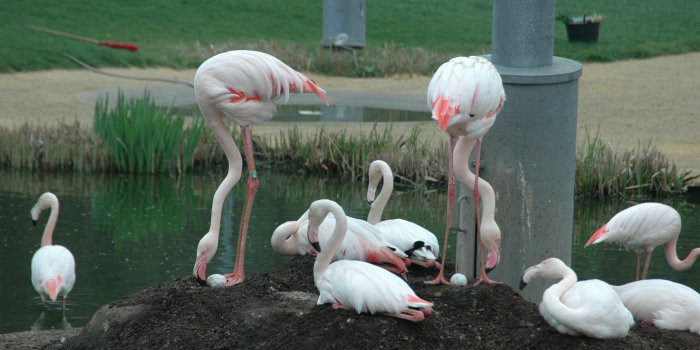 Flamingos beim Nestbau