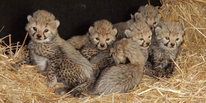Sechs Geparden-Babys