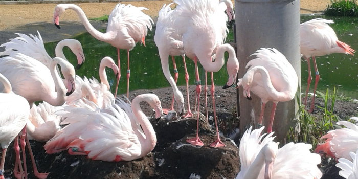 Brutnester der Flamingos mit Küken