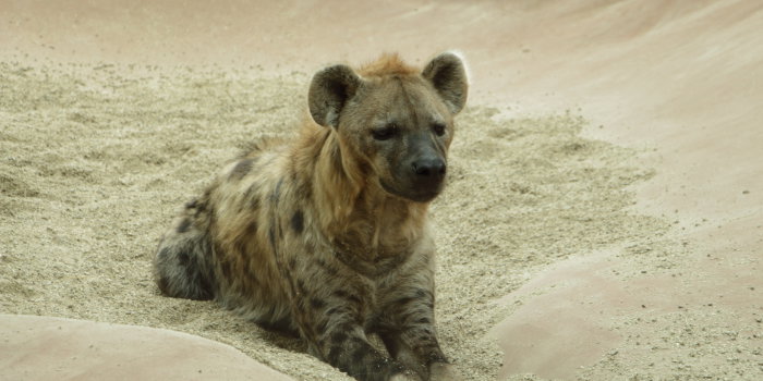 Foto: Die Bewohner der Löwensavanne © Zoopark Erfurt Hyäne