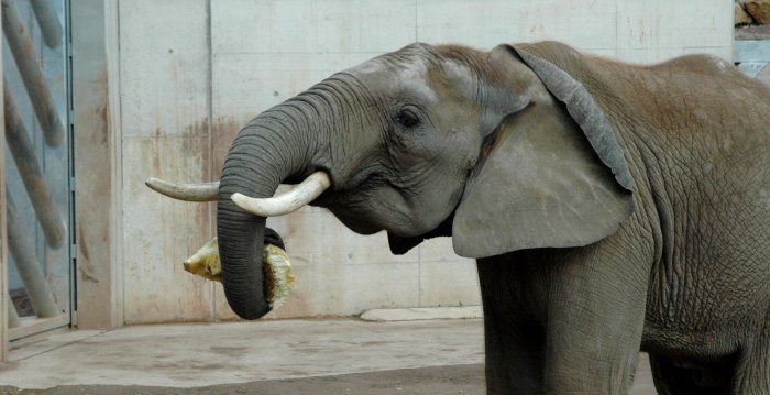 Elefant Kibo