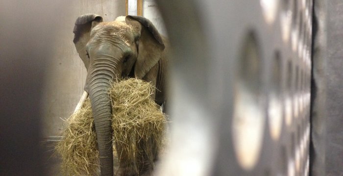 Ein Elefantenbulle beim Fressen mit einem großen Heuballen im Maul.