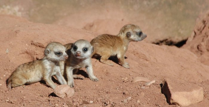 Drei kleine Erdmännchen