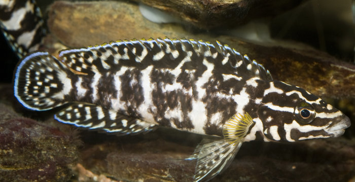Foto: Schachbrett-Schlankcichlide © Thüringer Zoopark Erfurt/Dirk Urban Schöner Aquarien-Fisch im Schachbrett-Muster