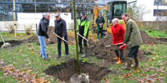 Ein Ahornbaum wird gepflanzt.