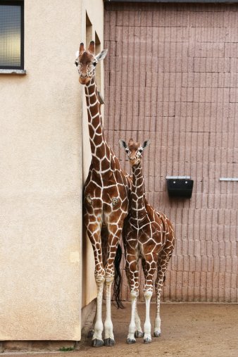 Giraffenkuh mit Jungtier