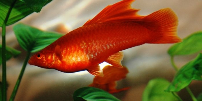 Foto: Fisch Schwerträger © Zoopark Erfurt Fischm im Aquarium