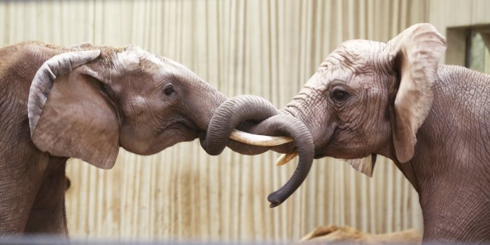 Zwei halbwüchsige Elefanten im Rüsselspiel
