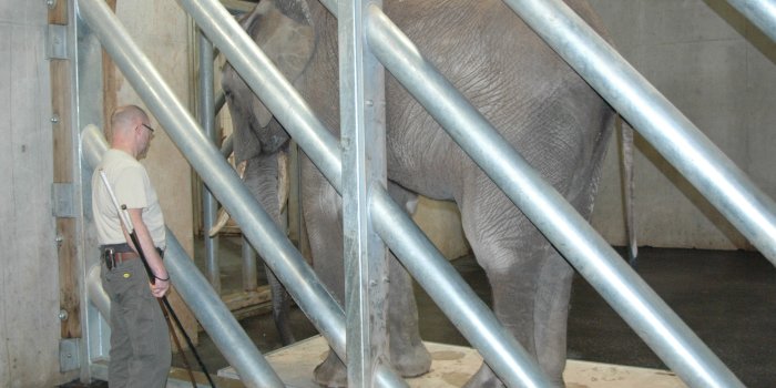 Foto: Kibo auf der Waage © Thüringer Zoopark Erfurt Der Elefantenbulle Kibo wird gewogen