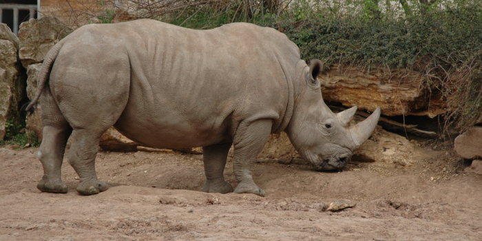 Foto: Nashorn-Kuh Temba © Thüringer Zoopark Erfurt Nashorn-Kuh Temba