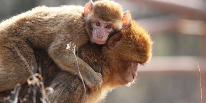 Affe mit Jungtier auf dem Rücken