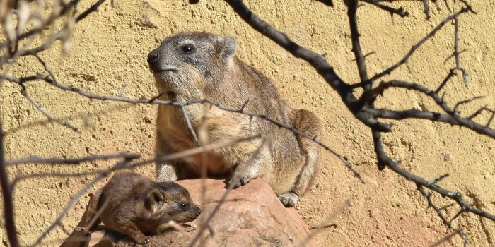 Foto: Klippschliefer geboren © Thüringer Zoopark Erfurt Muttertier mit Nachwuchs