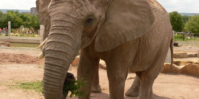 Foto: Elefanten im Zoopark Erfurt © Thüringer Zoopark Erfurt Zwei Elefanten am Futter