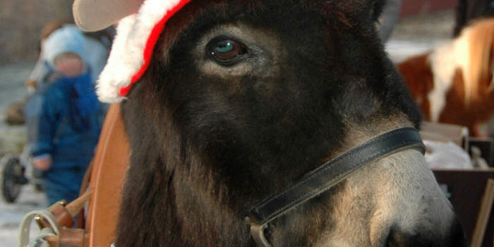 Überraschung am 3. Advent: Der Weihnachtsmann kommt in den Zoopark