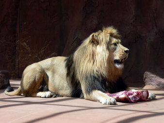 Löwenkater Joco frisst ein großes Stück Fleisch.