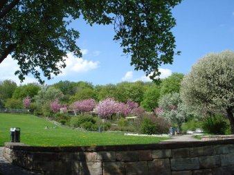 Blühende Kirschbäume stehen hinter einer Wiese, die von einer halbhohen Mauer, Büschen und Bäumen umgeben ist.