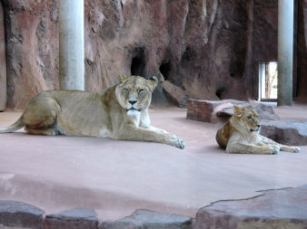 Berberlöwin Ribat (vorn) und Kalahari-Löwin Bastet liegen im Schauraum des Löwengeheges in Erfurt.