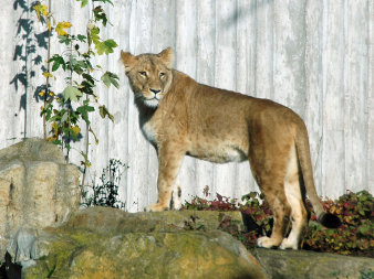 Kalahari-Löwin Bastet aus dem Zoopark ist an ihren Punkten gut zu erkennen. Sie steht im Außenbereich des Löwengeheges Erfurt.
