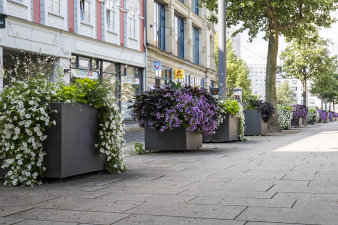 Farbenfrohe Bepflanzung, unter anderem mit weißen und violetten Petunien