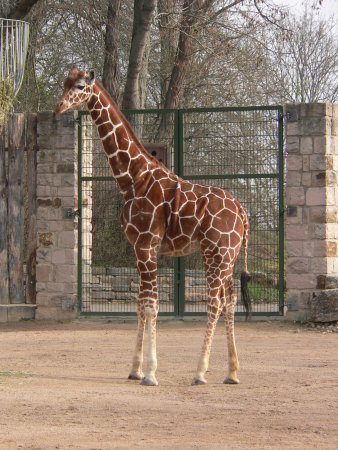 Foto: Giraffengeburtstag im Zoopark © Thüringer Zoopark Erfurt Giraffe Mayla