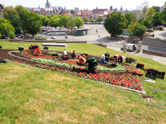 Einige Mitarbeiter des Garten- und Friedhofsamtes sin dabei eine Fläche in der Form des Erfurter Wappens mit verschiedenfarbigen Blumen zu bepflanzen.