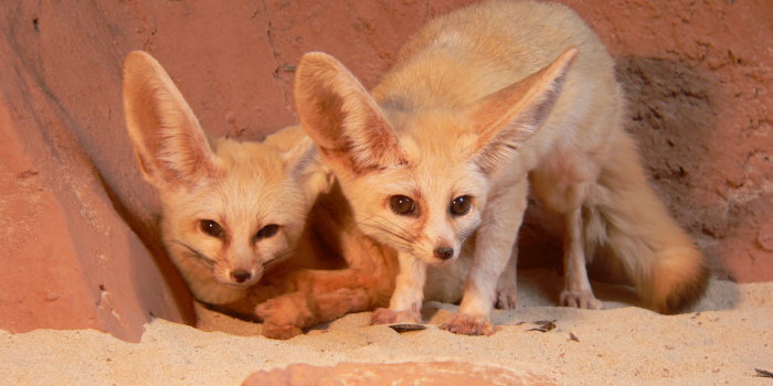 Zwei Wüstenfüchse - auch Fenneks genannt - bei denen die großen Ohren und großen Augen deutlich erkennbar sind 